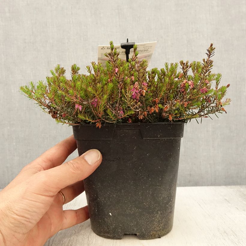 Example of Erica carnea Myreton Ruby Vaso da 1,5L/2L as you get in printemps