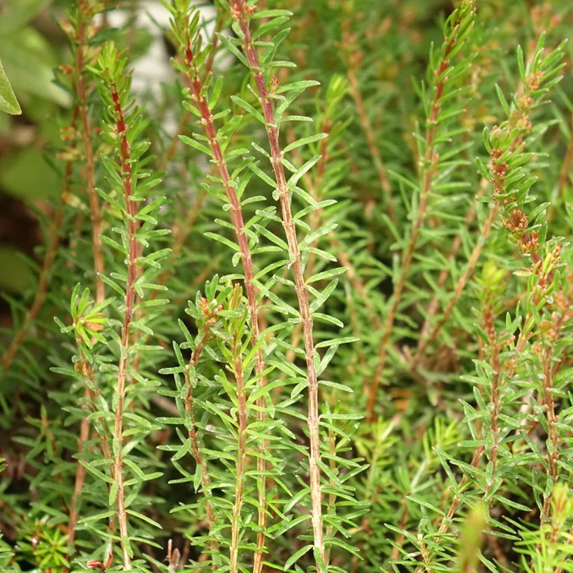 Erica carnea Myreton Ruby (Foliage)