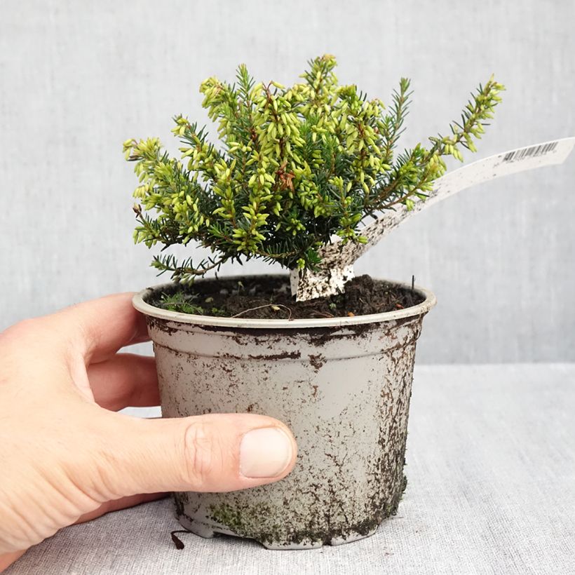 Esemplare di Erica carnea Rosalie Vaso da Ø 10 cm/11 cm come consegnato in autunno