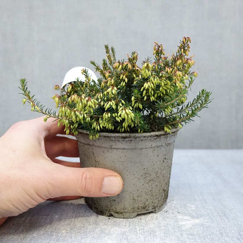 Example of Erica carnea Rosalie Vaso da Ø 12 cm / 13 cm as you get in hiver