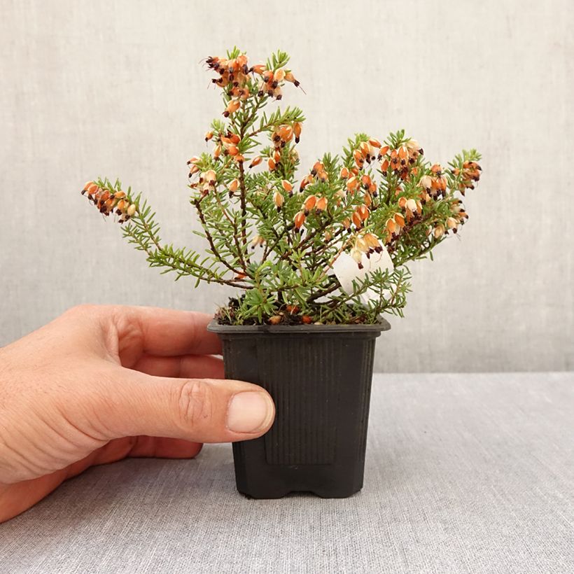 Erica carnea Snow Queen Vasetto da 8/9 cm esemplare consegnato in primavera