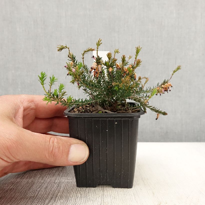 Bruyère des neiges - Erica carnea Springwood Pink Vasetto da 8/9 cm esemplare consegnato in primavera