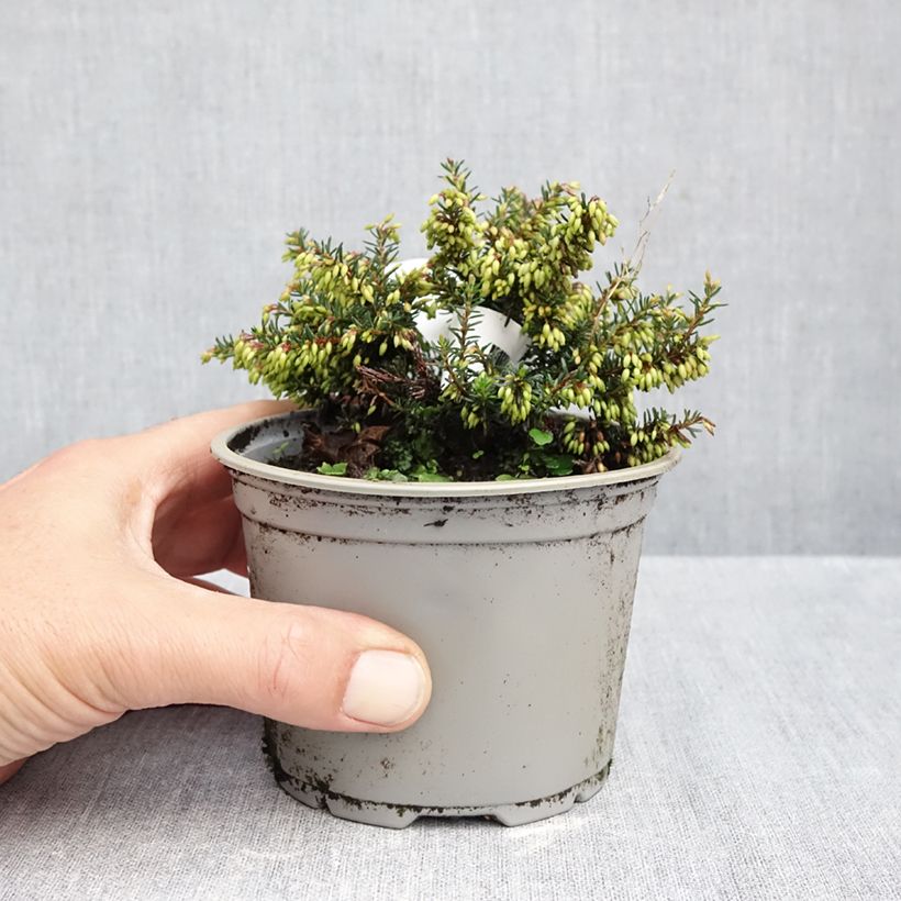 Esemplare di Erica carnea Winterfreude Vaso da Ø 10 cm/11 cm come consegnato in autunno
