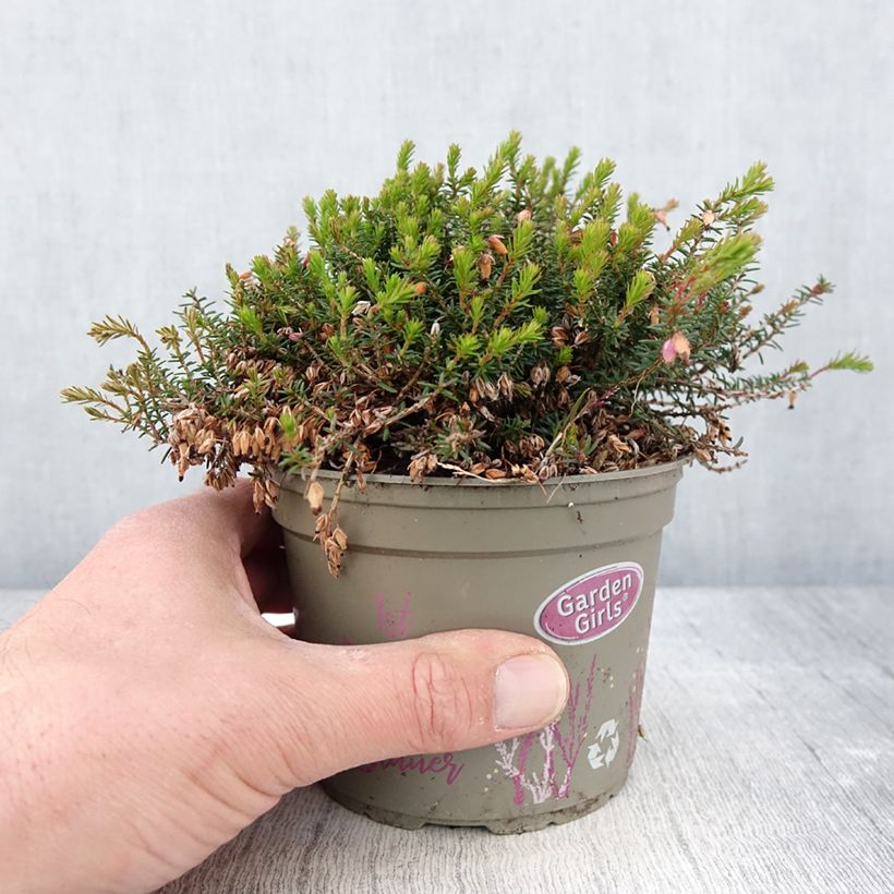 Example of Erica carnea Winterfreude Vaso da Ø 12 cm / 13 cm as you get in printemps