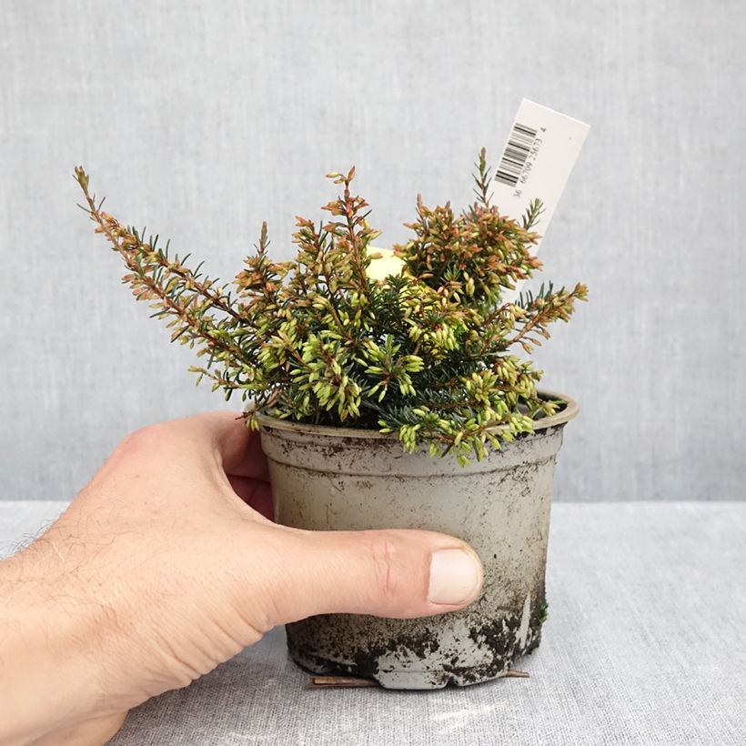 Esemplare di Erica carnea Wintersonne Vaso da Ø 12 cm / 13 cm come consegnato in autunno