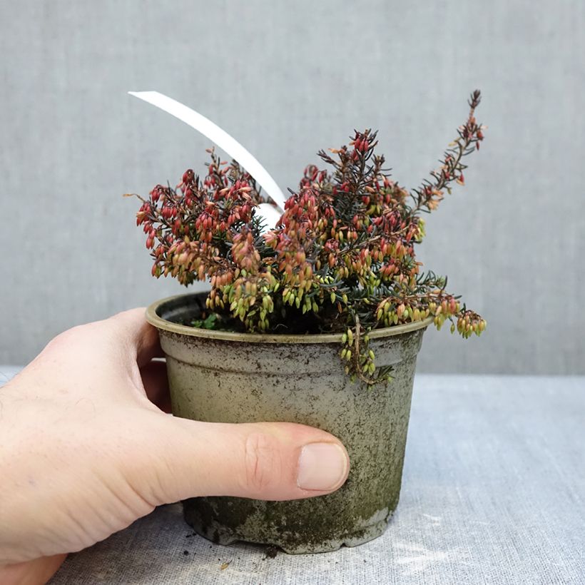 Example of Erica carnea Wintersonne Vaso da Ø 12 cm / 13 cm as you get in hiver