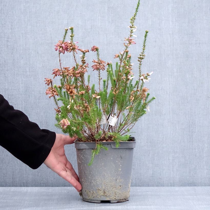 Bruyère du Cap - Erica verticillata Pot de 4L/5L esemplare consegnato in inverno