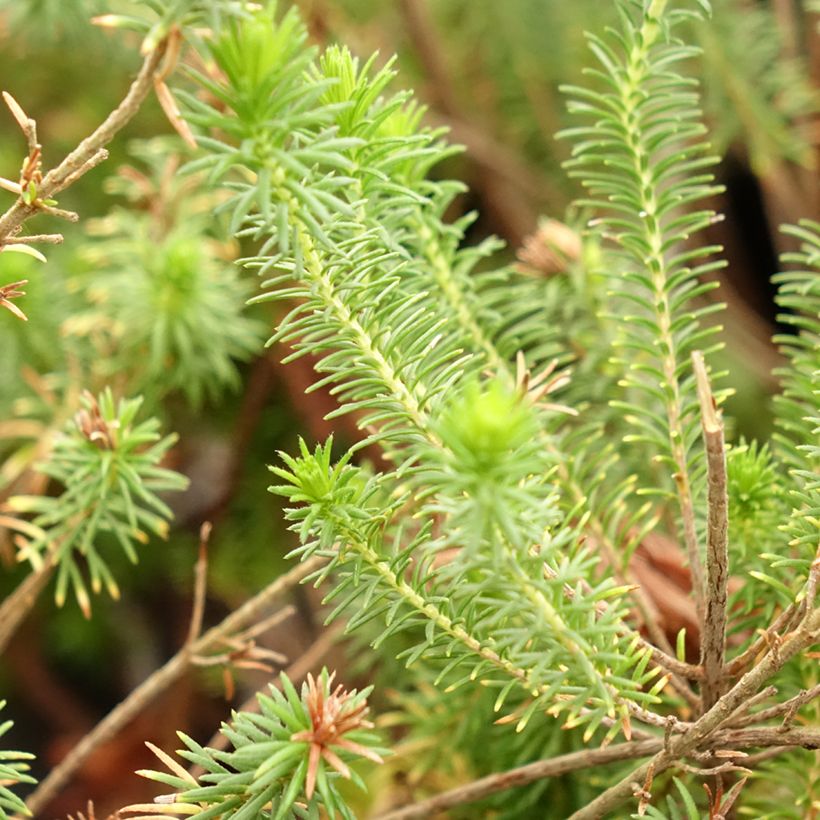 Erica verticillata (Fogliame)
