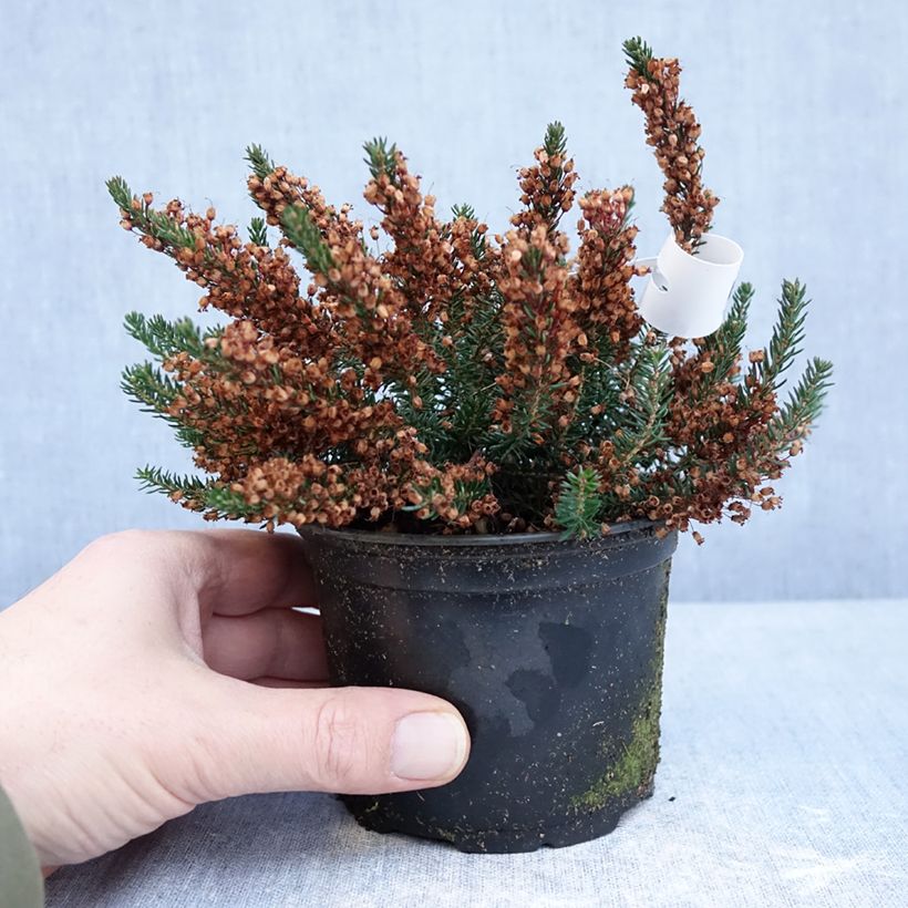 Example of Erica vagans Birch Glow Vaso da Ø 12 cm / 13 cm as you get in hiver
