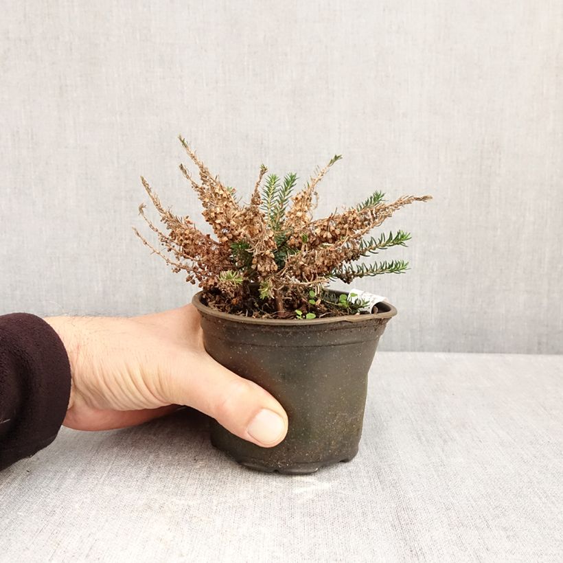 Esemplare di Erica vagans Holden Pink Vaso da Ø 10 cm/11 cm come consegnato in autunno