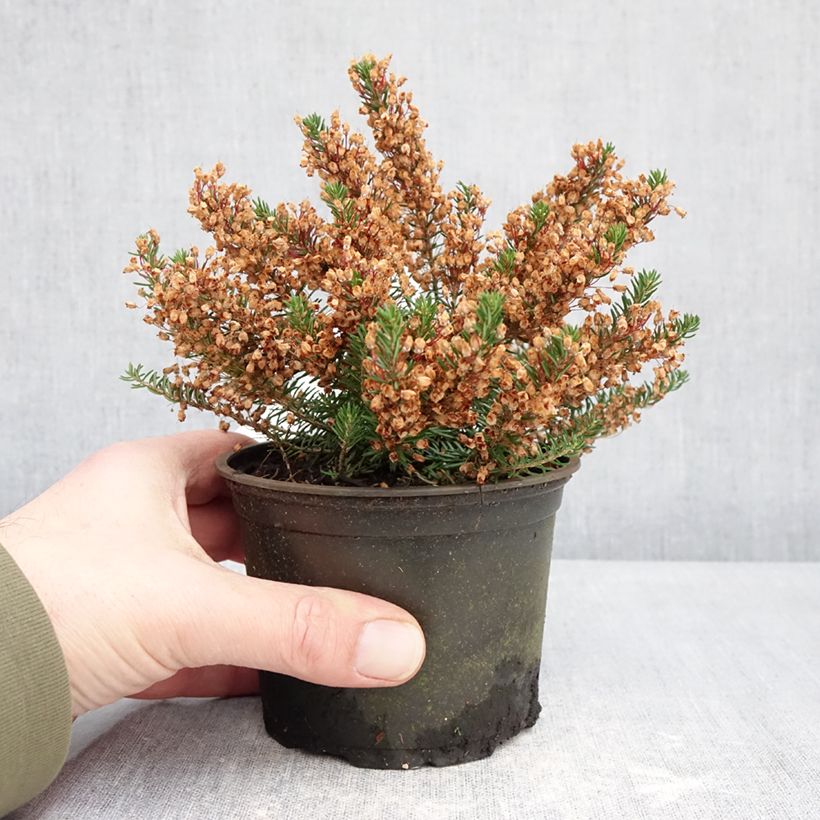 Example of Erica vagans Holden Pink Vaso da Ø 12 cm / 13 cm as you get in hiver