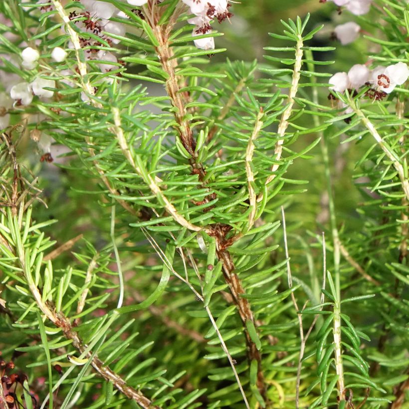Erica vagans Mrs D.F. Maxwell (Foliage)