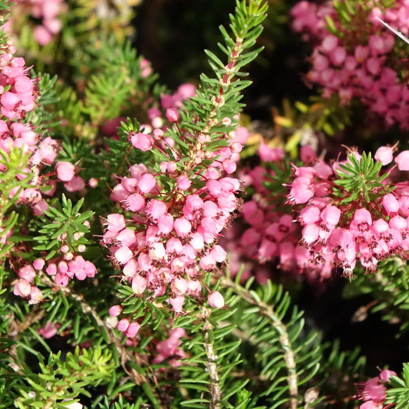 Erica vagans Mrs D.F. Maxwell (Flowering)