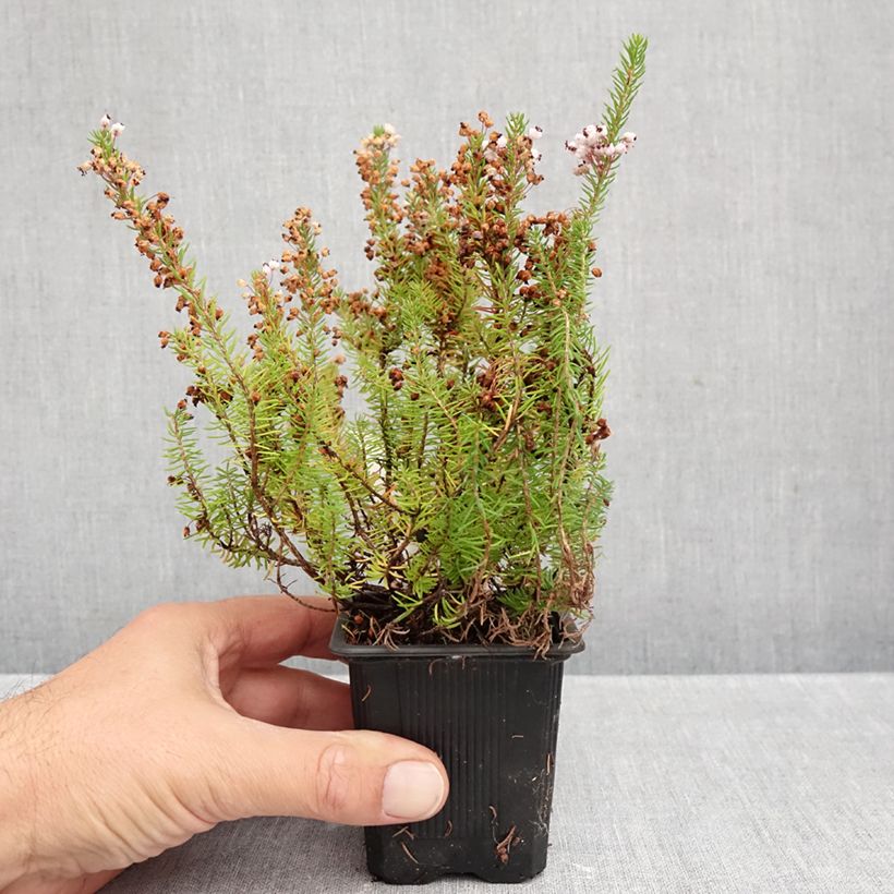 Esemplare di Erica vagans Mrs D.F. Maxwell Vasetto da 8/9 cm come consegnato in autunno