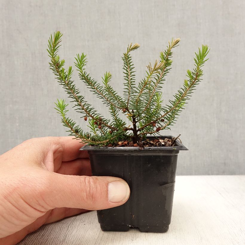 Example of Erica vagans Mrs D.F. Maxwell Vasetto da 8/9 cm as you get in printemps