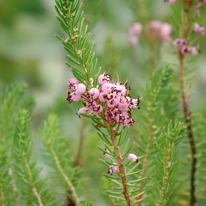 Erica vagans Pyrenees Pink (Fioritura)