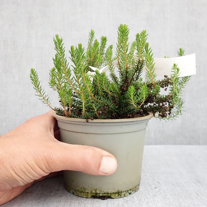 Erica vagans Pyrenees Pink Vaso da Ø 12 cm / 13 cm esemplare consegnato in primavera