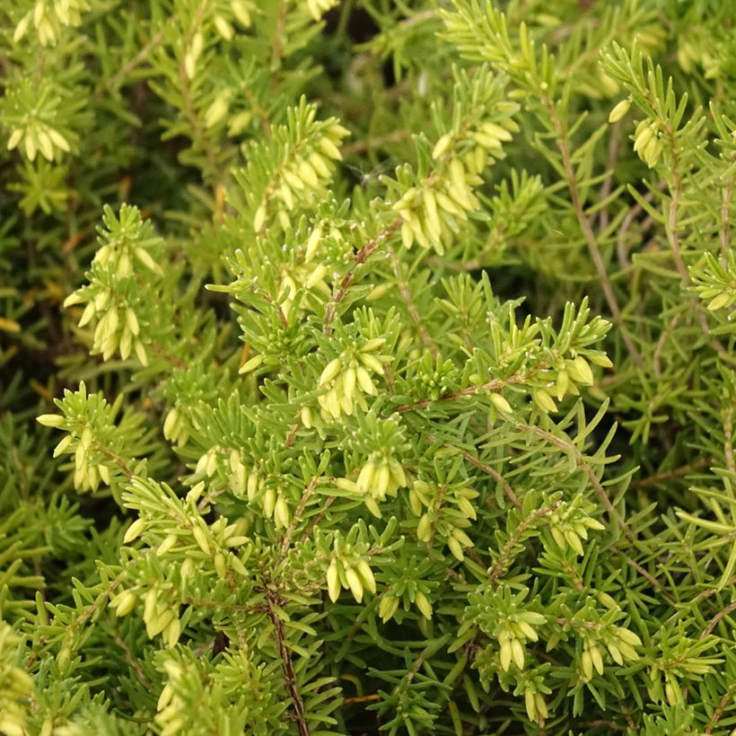 Erica vagans White Rocket (Foliage)