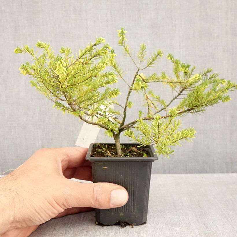 Example of Erica vagans White Rocket Vasetto da 8/9 cm as you get in automne