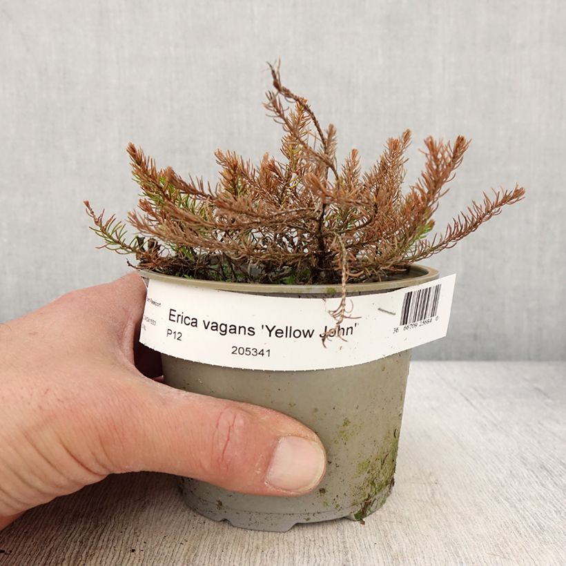 Example of Erica vagans Yellow John Vaso da Ø 12 cm / 13 cm as you get in printemps