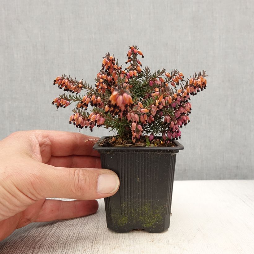 Example of Erica darleyensis Winter Belles Lucie Vasetto da 8/9 cm as you get in printemps