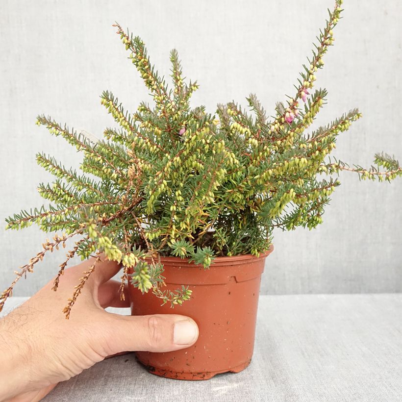 Esemplare di Erica darleyensis Winter Belles Lucie Vaso da 1L/1,5L come consegnato in autunno