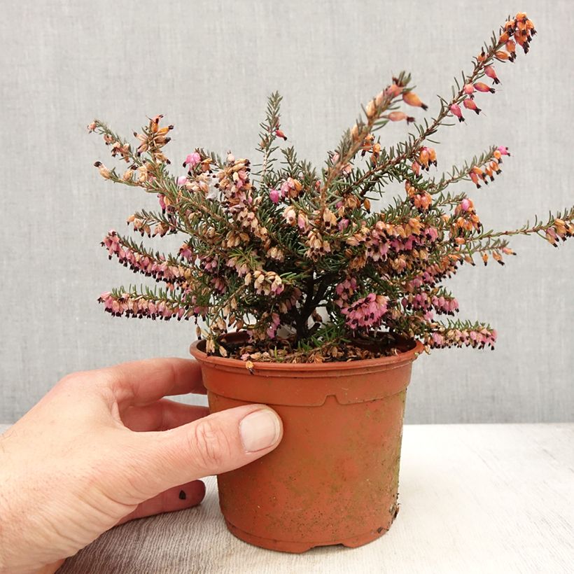 Example of Erica darleyensis Winter Belles Lucie Vaso da 1L/1,5L as you get in printemps