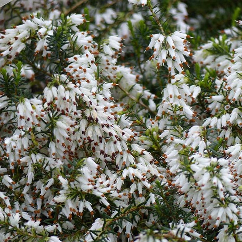 Erica carnea Springwood White (Fioritura)