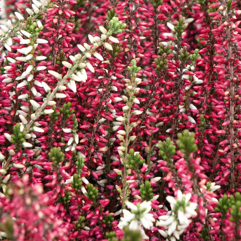 Calluna vulgaris Garden Girls Trio Mix - Brugo (Flowering)