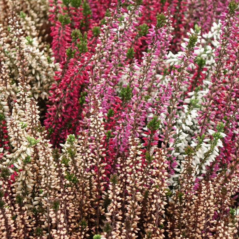 Calluna vulgaris Garden Girls Trio Mix - Brugo (Plant habit)