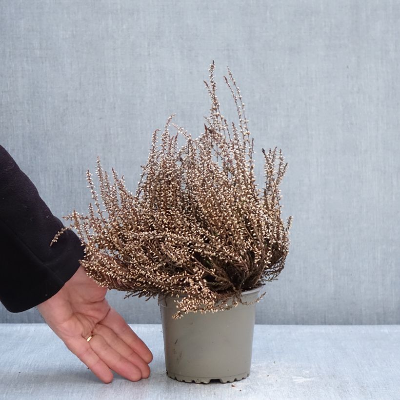 Example of Calluna vulgaris Garden Girls Trio Mix - Brugo Vaso da 1L/1,5L as you get in hiver