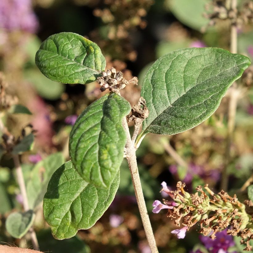 Albero delle farfalle Blue Chip Jr (Fogliame)