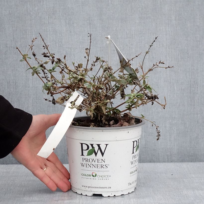 Buddleia Blue Chip Jr - Arbre aux papillons nain Pot de 2L/3L esemplare consegnato in inverno