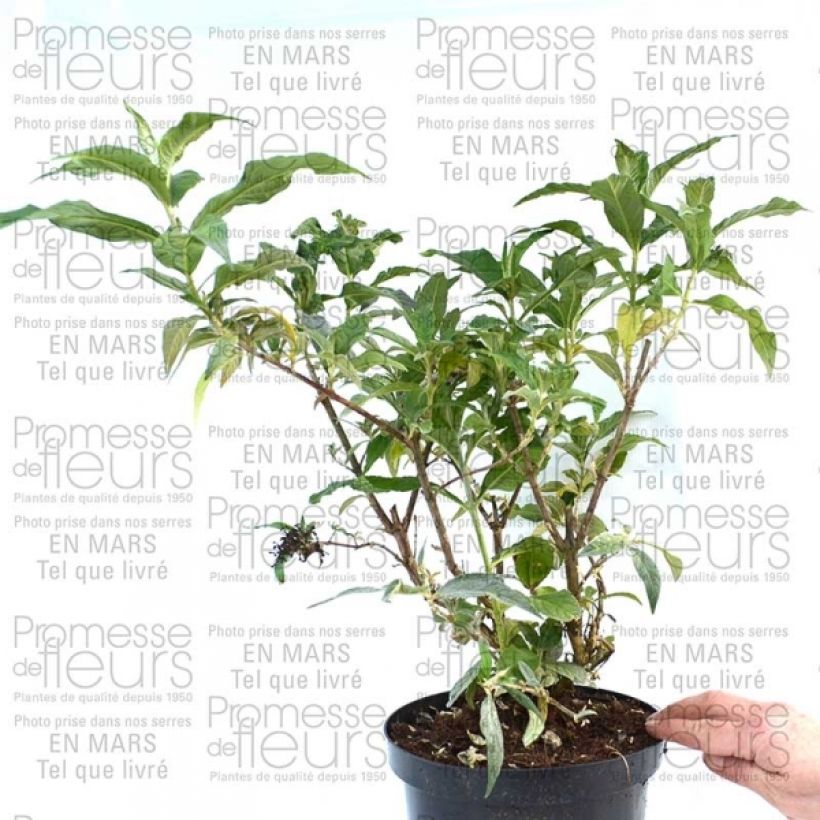 Albero delle farfalle Pink Delight (Plant habit)