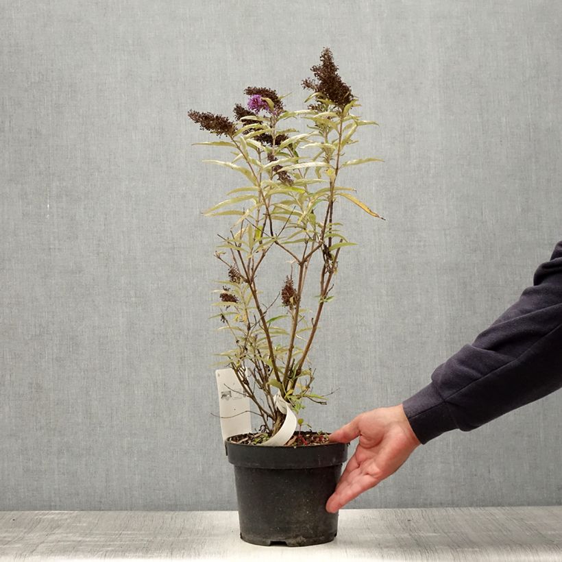 Esemplare di Albero delle farfalle Purple Emperor Vaso da 2L/3L consegnato in estate