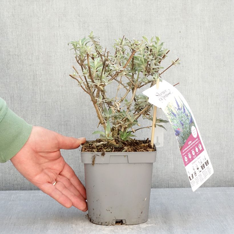 Albero delle farfalle Rêve de Papillon Blue Vaso da 2L/3L esemplare consegnato in inverno