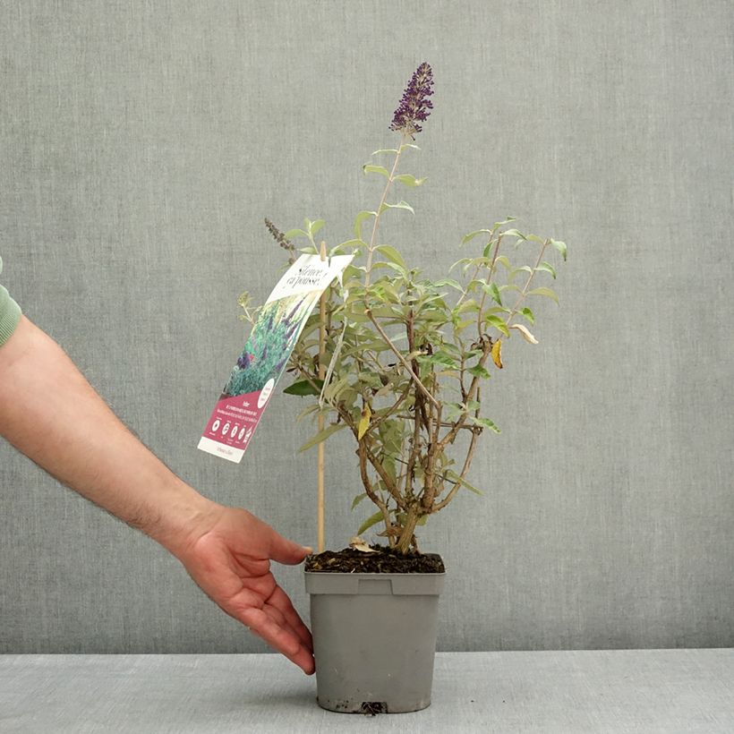 Albero delle farfalle Rêve de Papillon Blue Vaso da 2L/3L esemplare consegnato in primavera