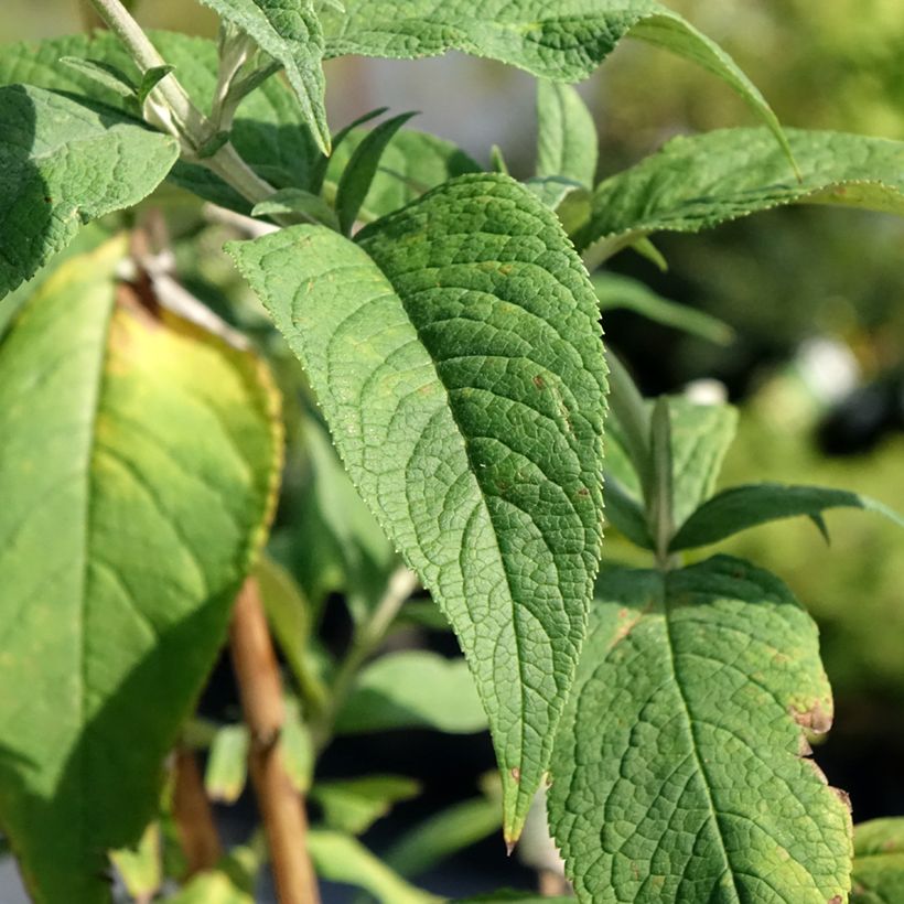 Albero delle farfalle Rêve de Papillon Pink (Foliage)