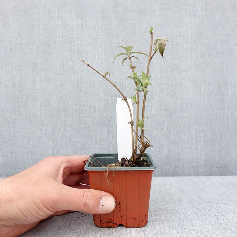 Albero delle farfalle White Profusion Vasetto da 8/9 cm esemplare consegnato in primavera