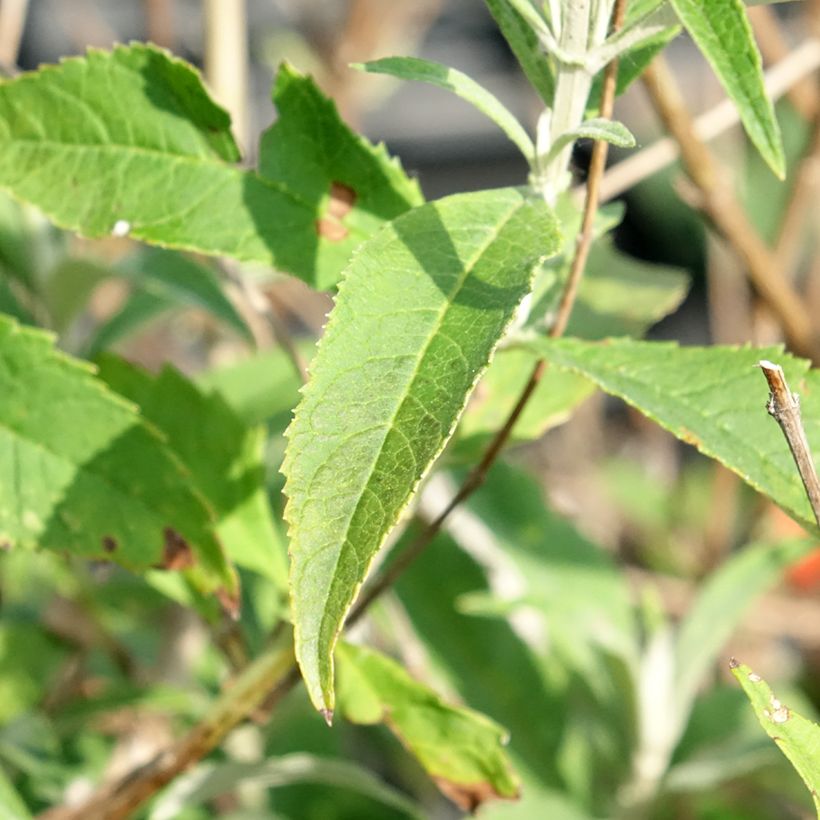 Albero delle farfalle White Profusion (Fogliame)