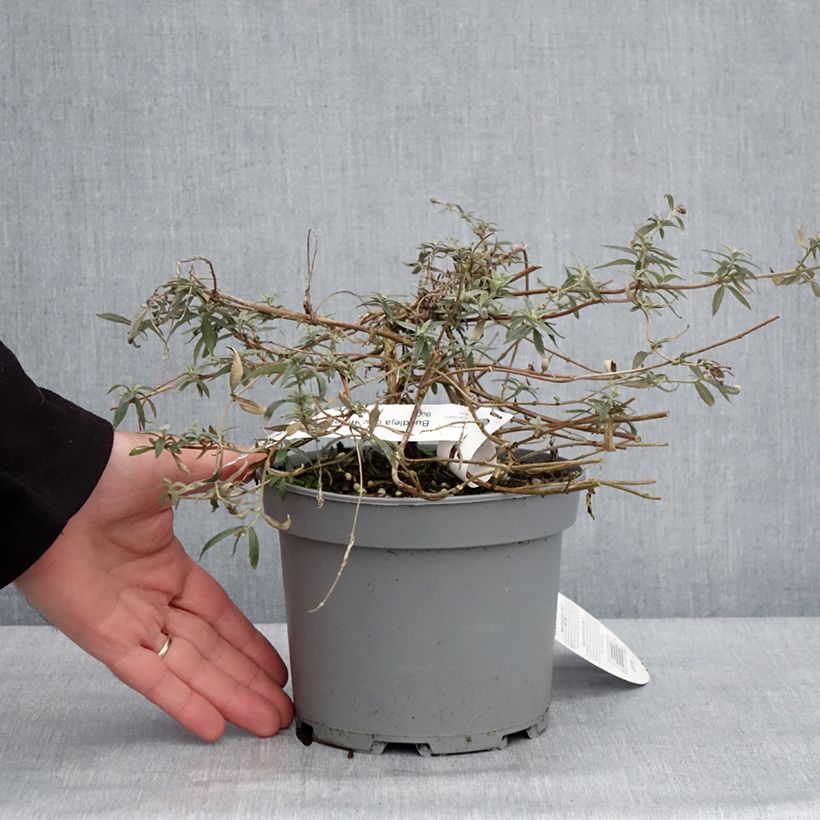 Buddleia Free Petite Lavender Flow - Arbre aux papillons Pot de 2L/3L esemplare consegnato in inverno