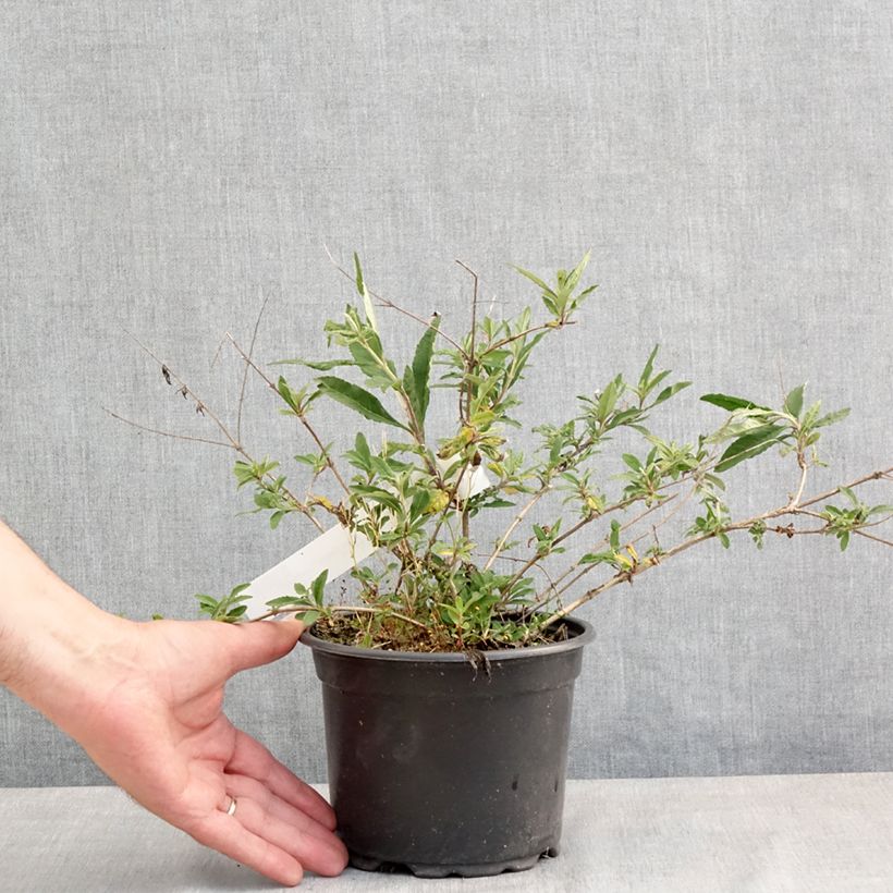 Albero delle farfalle Free Petite Lavender Flow Vaso da 2L/3L esemplare consegnato in primavera