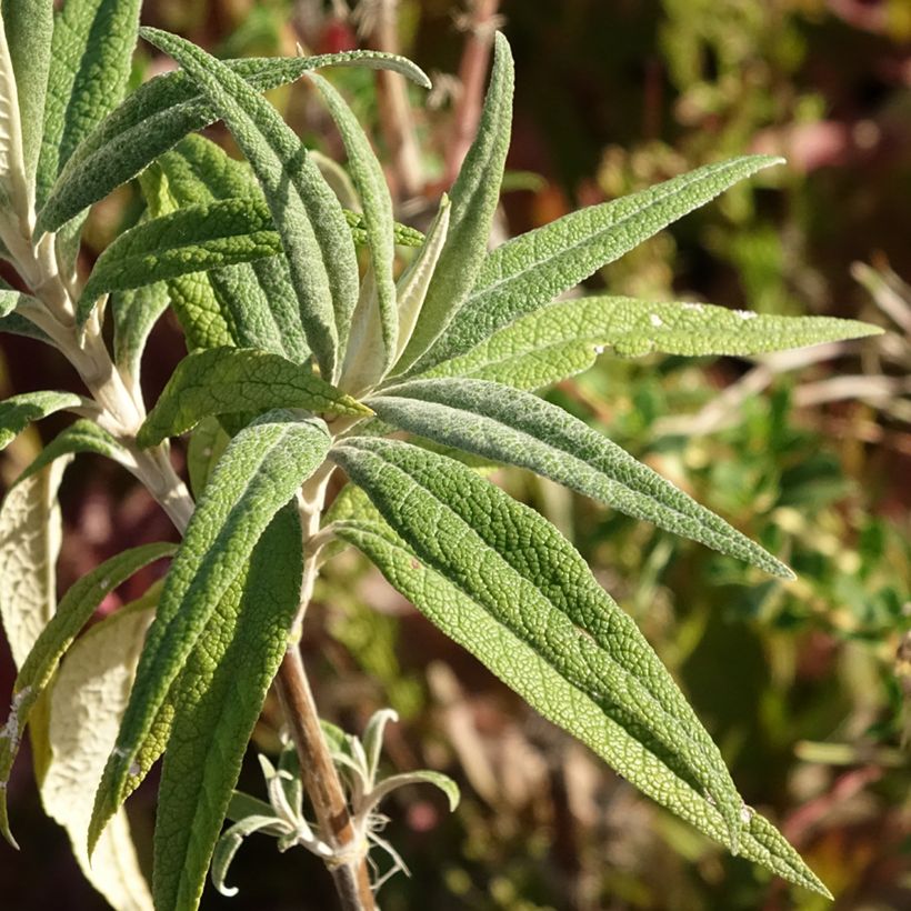 Buddleja globosa - Albero delle farfalle (Foliage)