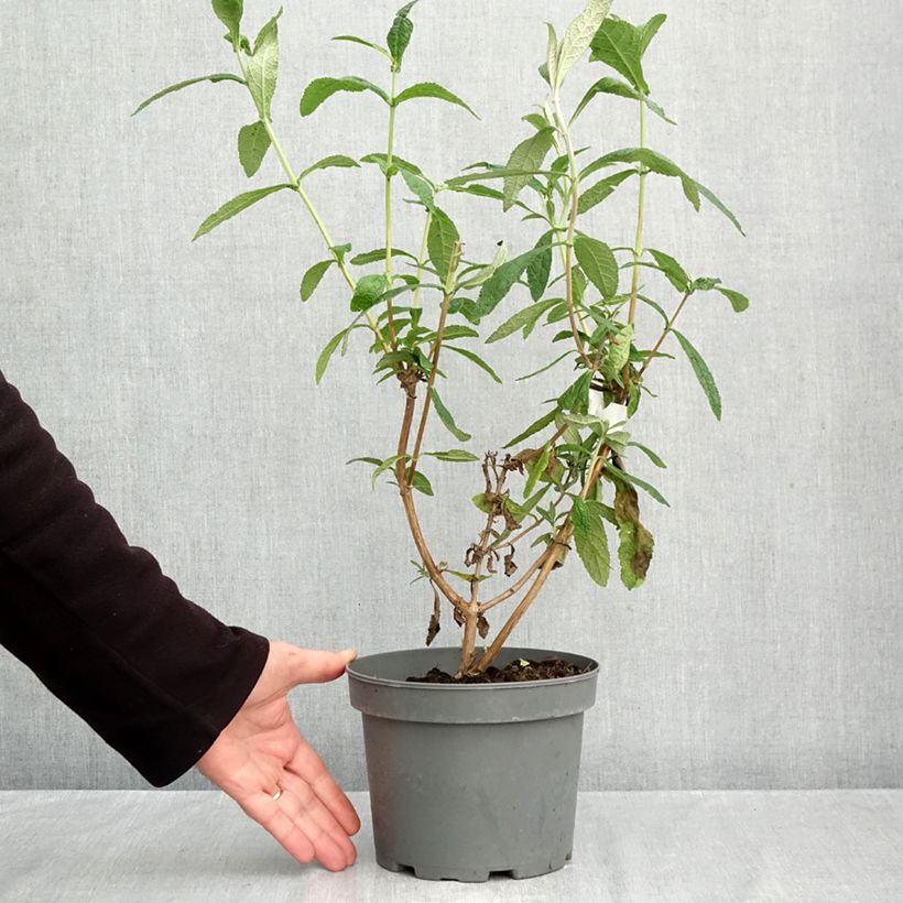 Esemplare di Buddleja globosa - Albero delle farfalle Vaso da 3L/4L come consegnato in autunno