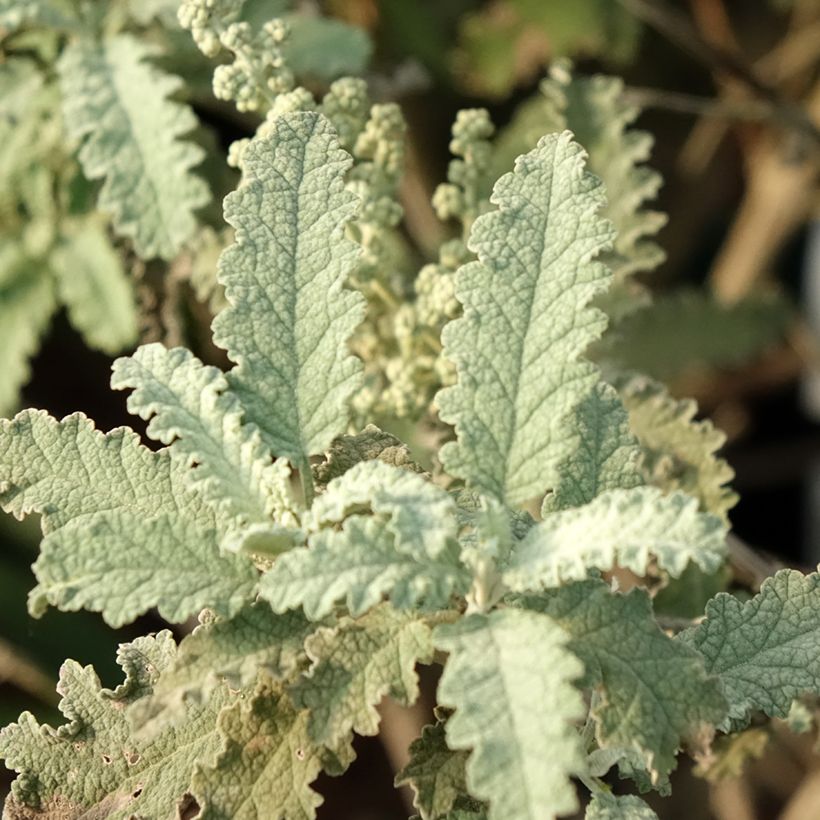Buddleja glomerata Silver Service - Albero delle farfalle (Fogliame)