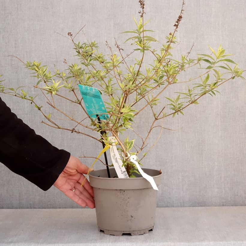 Albero delle farfalle Magda's Gold Knight Vaso da 3L/4L esemplare consegnato in primavera