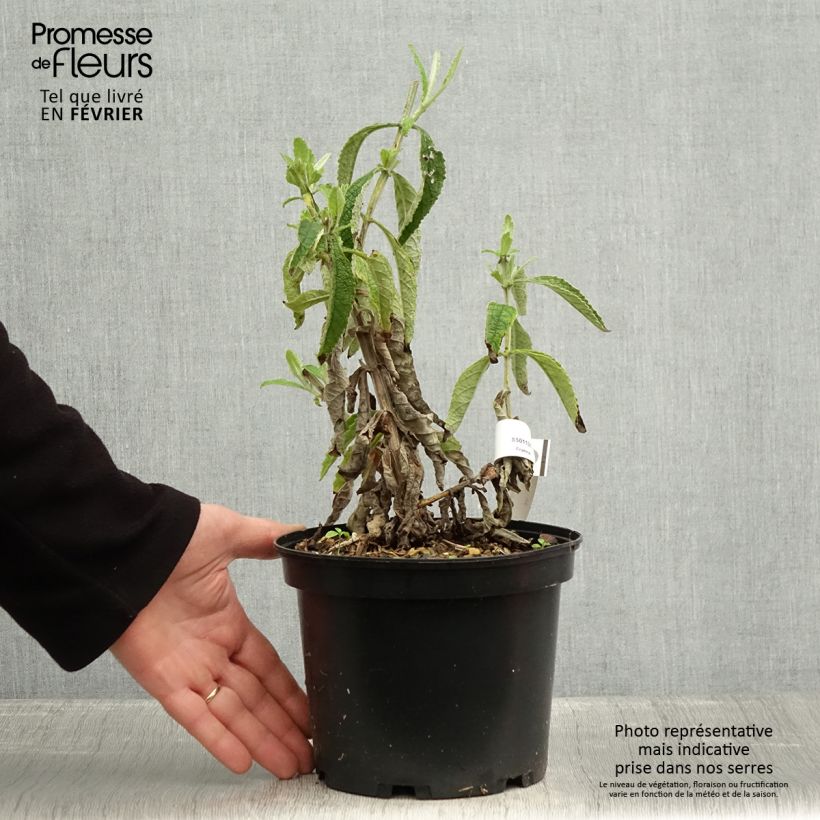 Buddleia Orange Sceptre - Arbre aux papillons Pot de 3L/4L esemplare consegnato in inverno