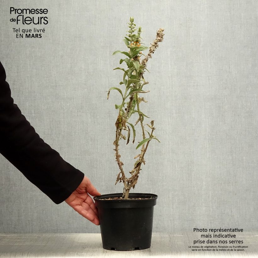 Albero delle farfalle Orange Sceptre Vaso da 3L/4L esemplare consegnato in primavera