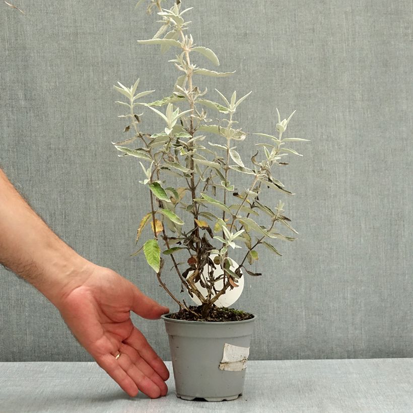 Esemplare di Albero delle farfalle Silver Anniversary Vaso da Ø 12 cm / 13 cm consegnato in estate