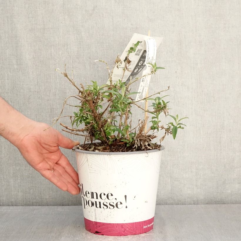 Albero delle farfalle Tiny Buddy White Vaso da 4L/5L esemplare consegnato in primavera